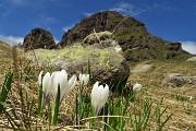 37 Crocus  con la cima maggiore dei Tre Pizzi
